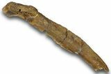 Hadrosaur (Edmontosaurus) Rib Bone Section - Montana #246629-1